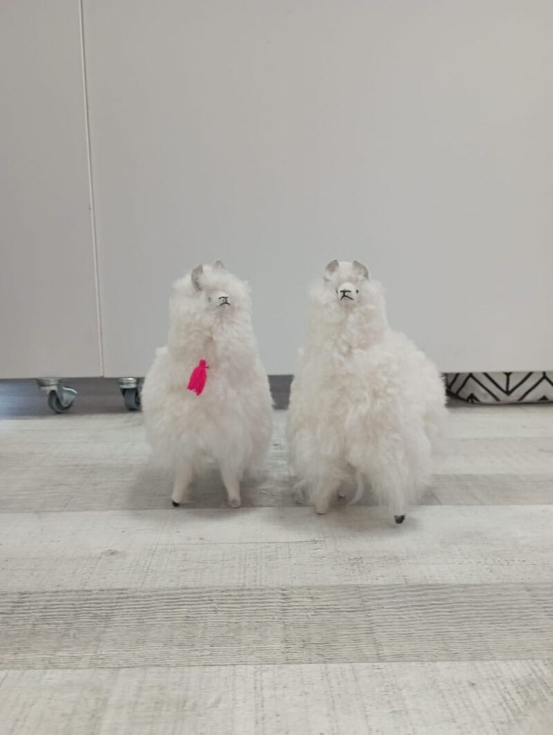 Alpacas peluche - Imagen 4